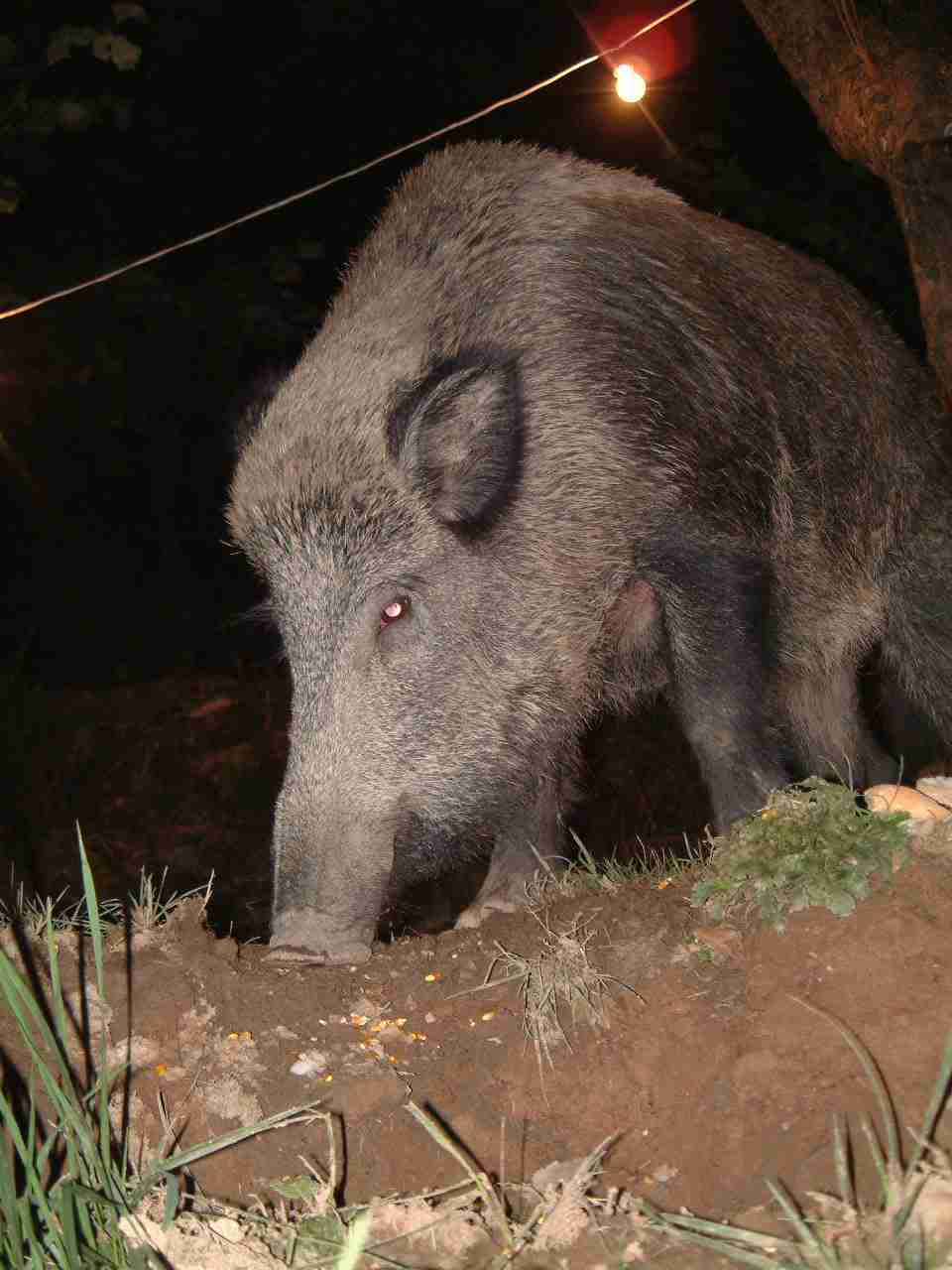  Image name: fau26.JPG 
 width: 960 pixel 
 height: 1280 pixel 
 Size: 70461 bytes 
 Click to enlarge 